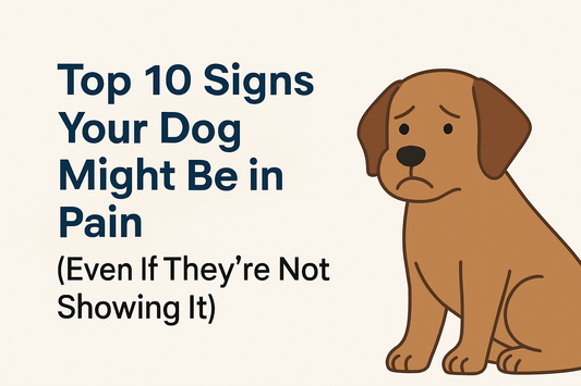 Top 10 Signs Your Dog Might Be in Pain (Even If They’re Not Showing It)