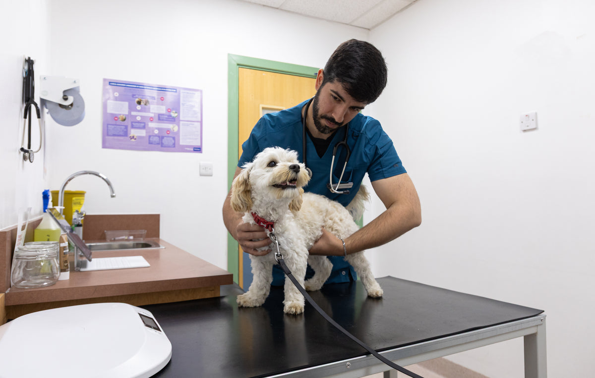 A consultation at Paws & Co Veterinary Centre