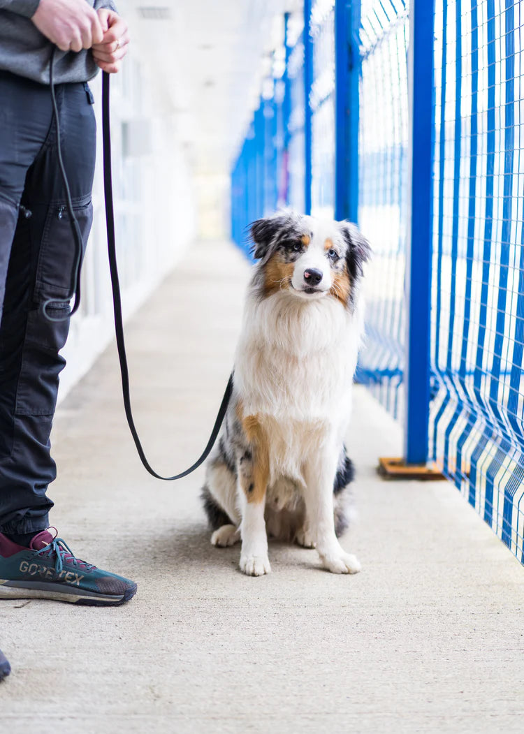 Luxury dog boarding at Yorkshire Paws & Co