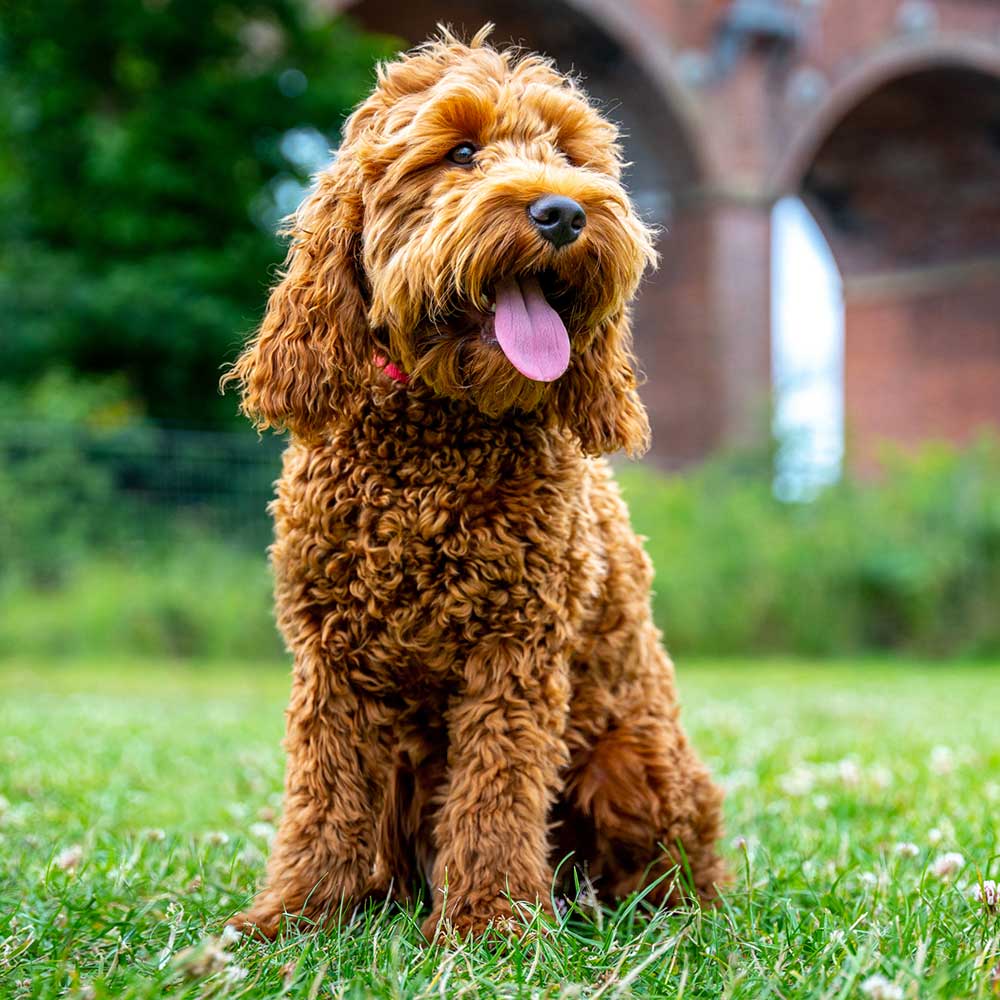A training session with The Dog Training Company