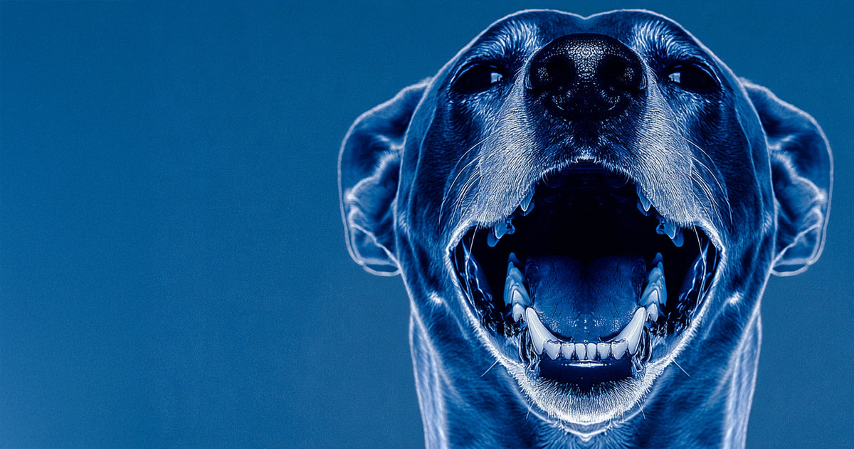 Paws & Co dental services, healthy teeth happy pet