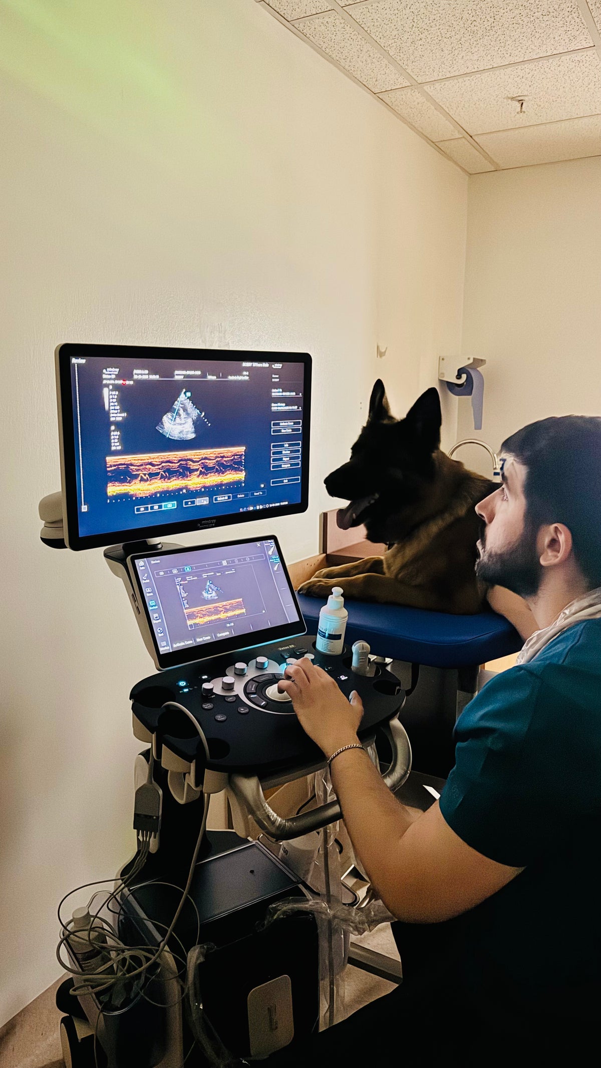 An ultrasound scan on a dog at Paws & Co